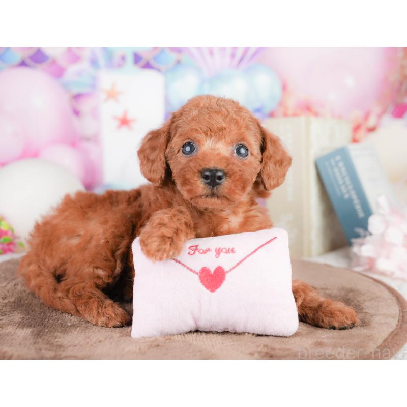 販売中の千葉県のトイプードル-449575の11枚目