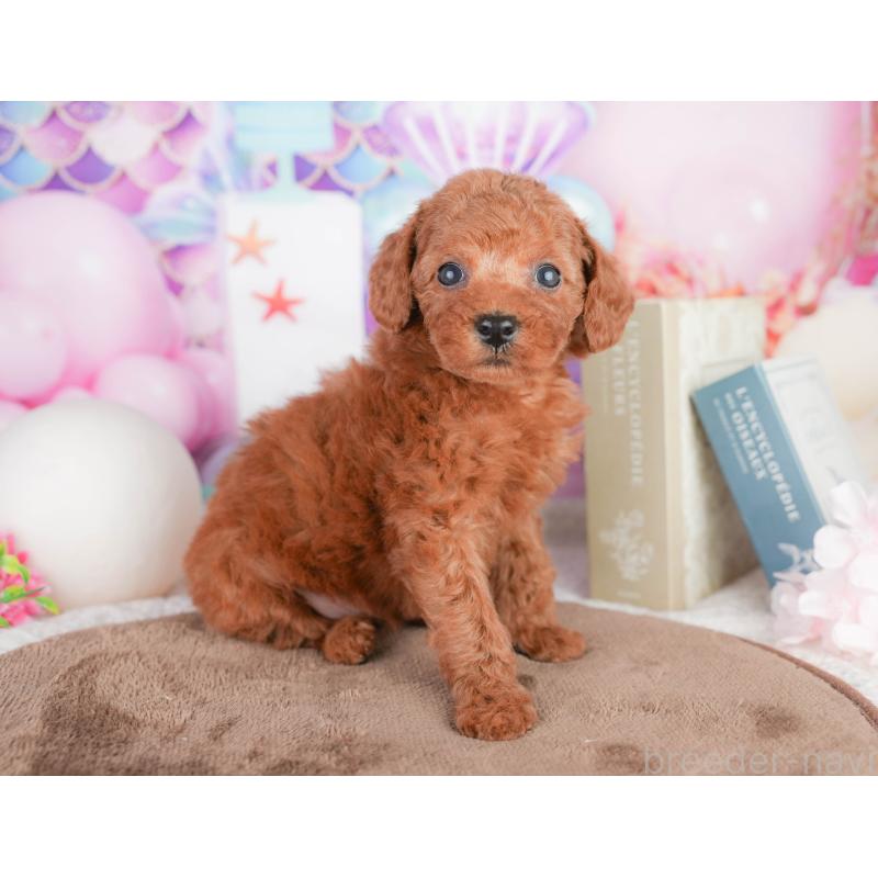 販売中の千葉県のトイプードル-449575の10枚目