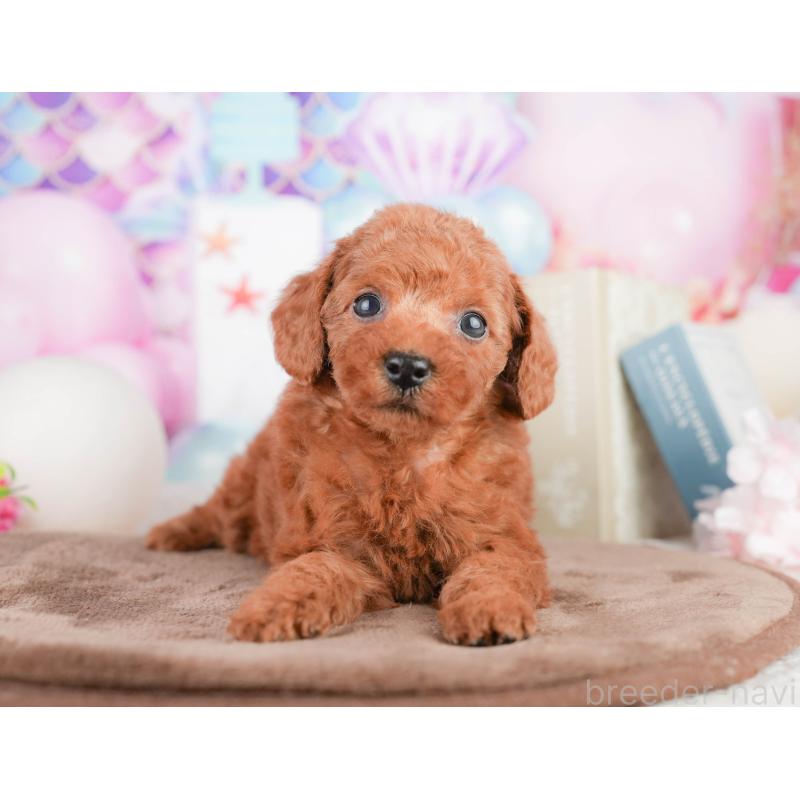 販売中の千葉県のトイプードル-449575の9枚目