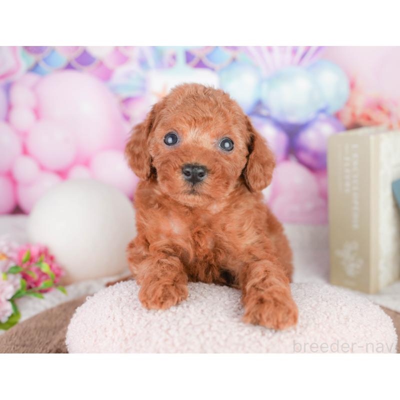 販売中の千葉県のトイプードル-449575の8枚目