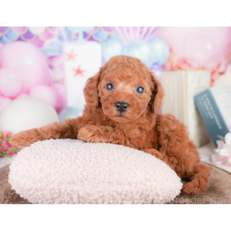 販売中の千葉県のトイプードル-449575の7枚目