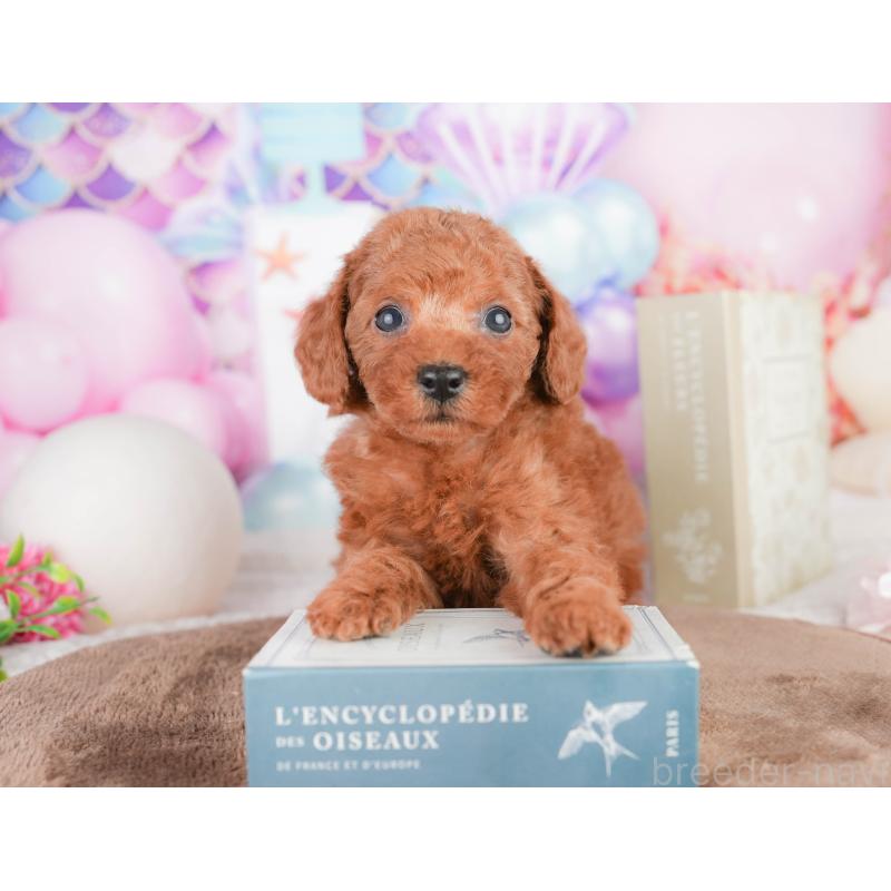 販売中の千葉県のトイプードル-449575の6枚目