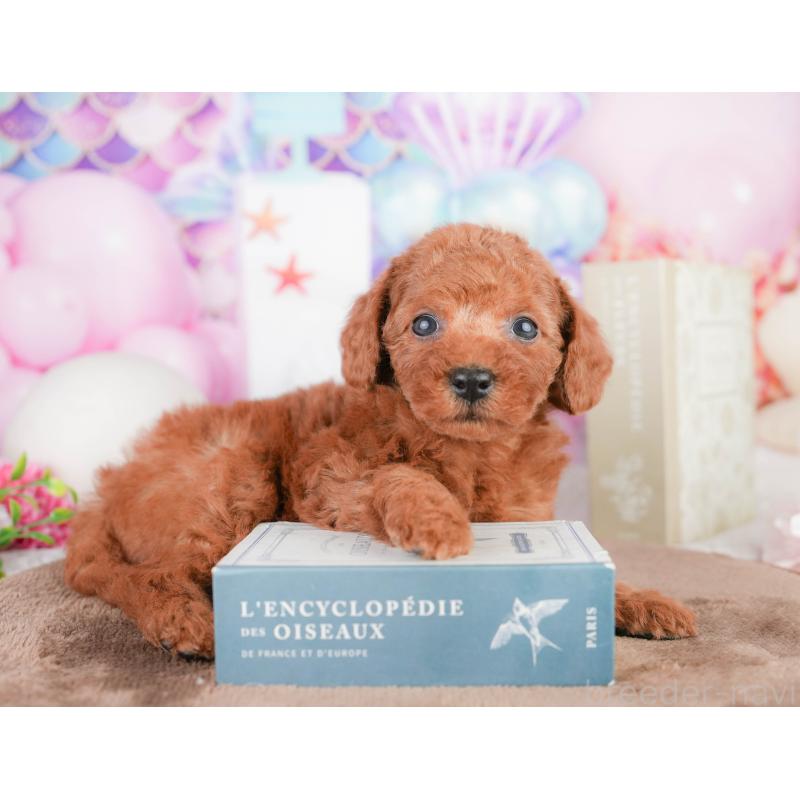 販売中の千葉県のトイプードル-449575の5枚目