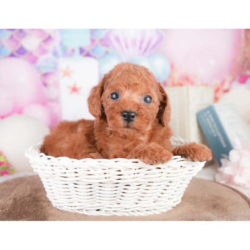 販売中の千葉県のトイプードル-449575の4枚目