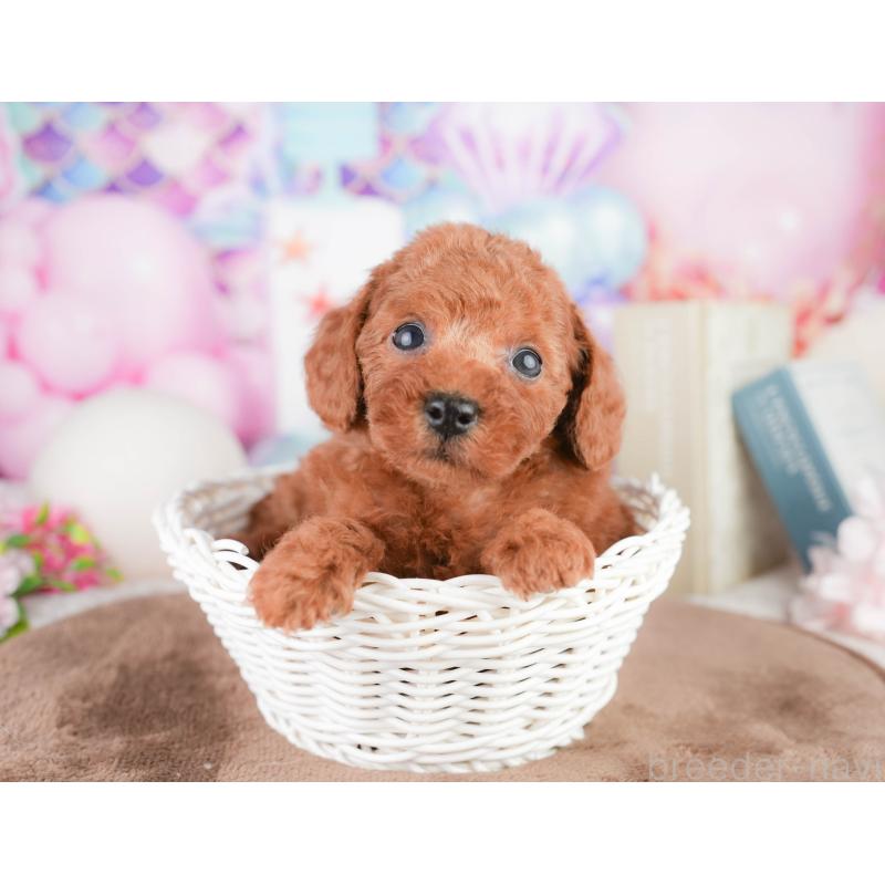 販売中の千葉県のトイプードル-449575の3枚目