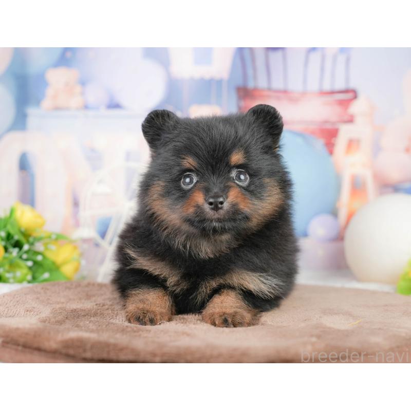 販売中の千葉県のポメラニアン-449564