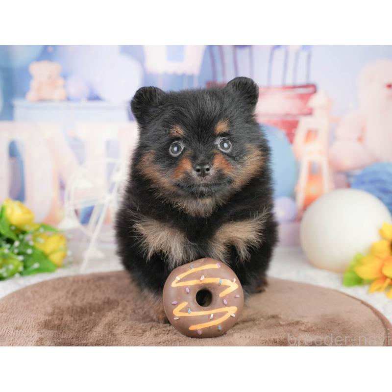 販売中の千葉県のポメラニアン-449564の11枚目