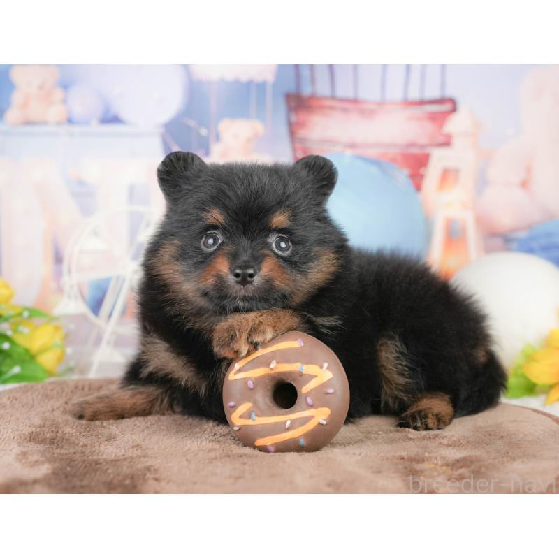 販売中の千葉県のポメラニアン-449564の10枚目