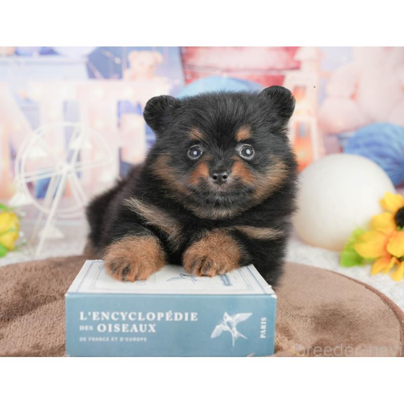 販売中の千葉県のポメラニアン-449564の9枚目