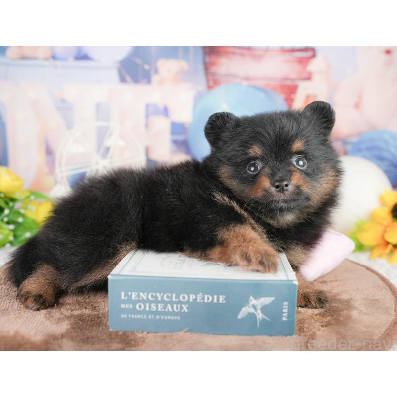 販売中の千葉県のポメラニアン-449564の8枚目