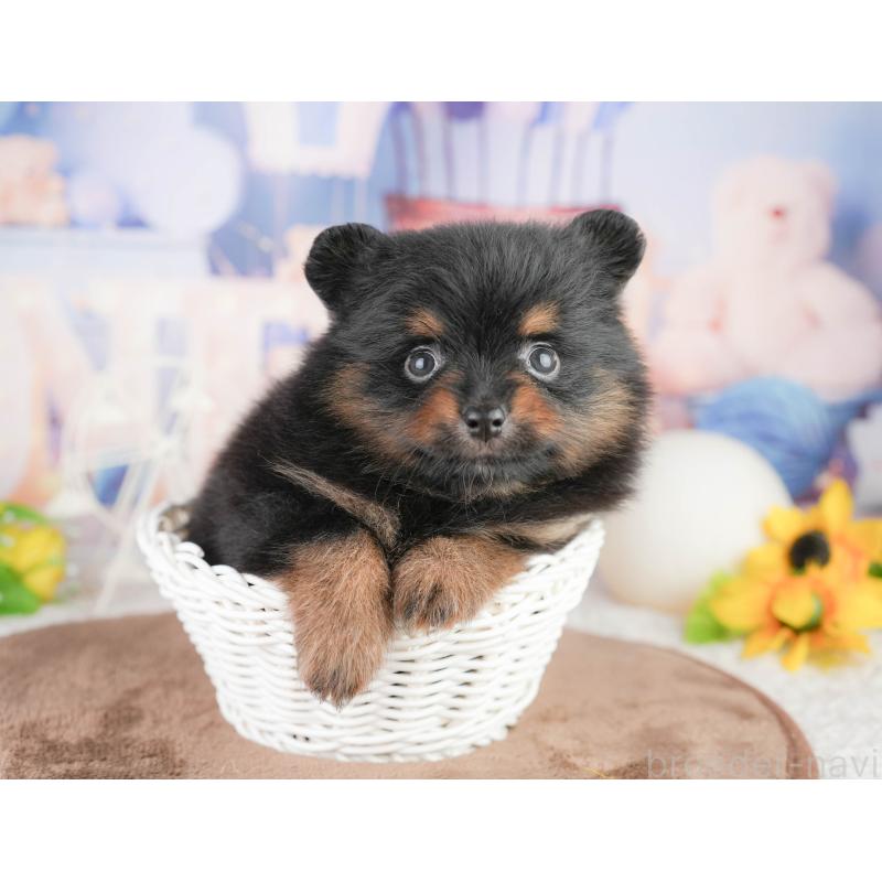 販売中の千葉県のポメラニアン-449564の6枚目