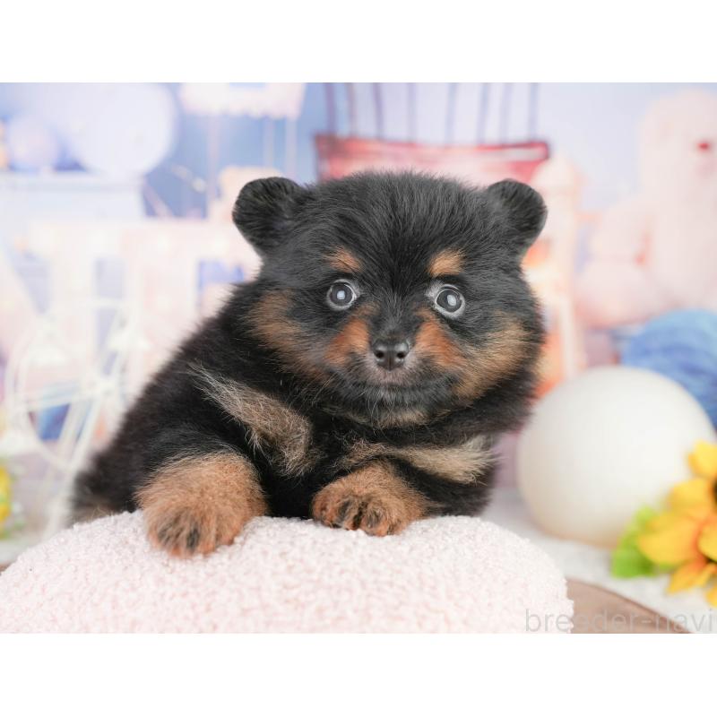 販売中の千葉県のポメラニアン-449564の4枚目