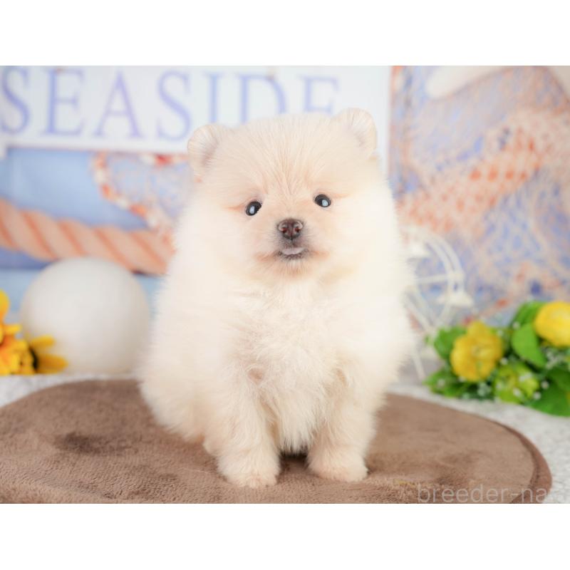 販売中の千葉県のポメラニアン-449563