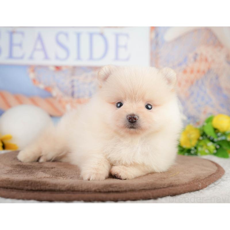 販売中の千葉県のポメラニアン-449563の11枚目