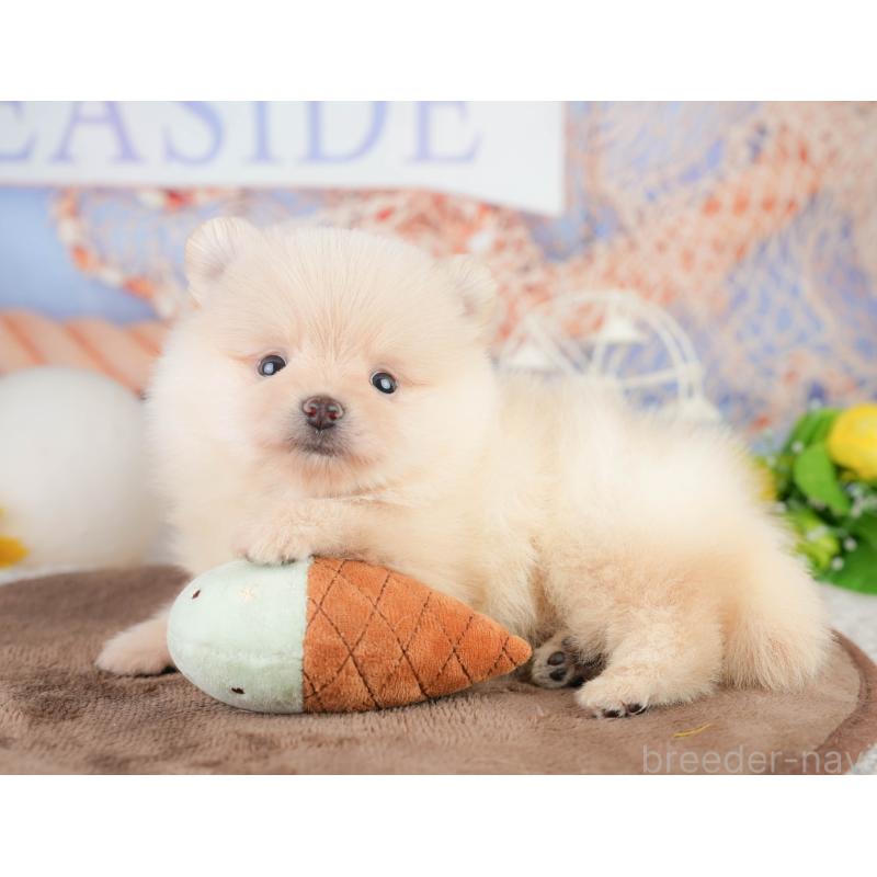 販売中の千葉県のポメラニアン-449563の10枚目