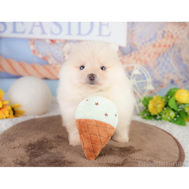 販売中の千葉県のポメラニアン-449563の9枚目