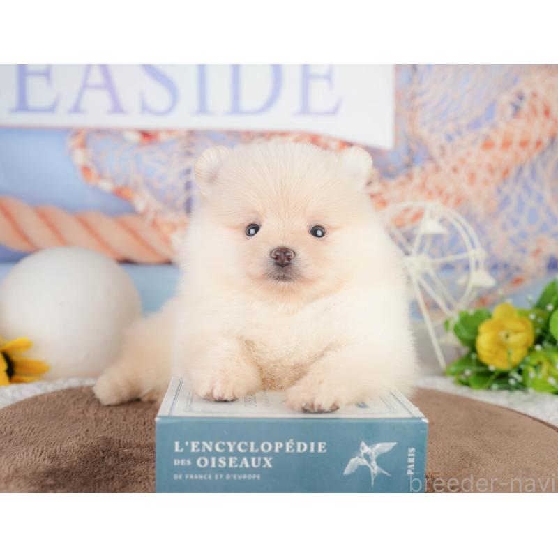 販売中の千葉県のポメラニアン-449563の8枚目