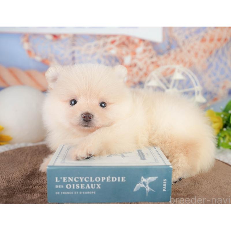 販売中の千葉県のポメラニアン-449563の7枚目