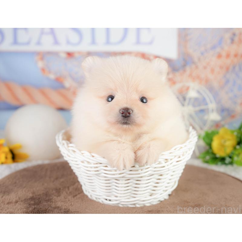 販売中の千葉県のポメラニアン-449563の6枚目