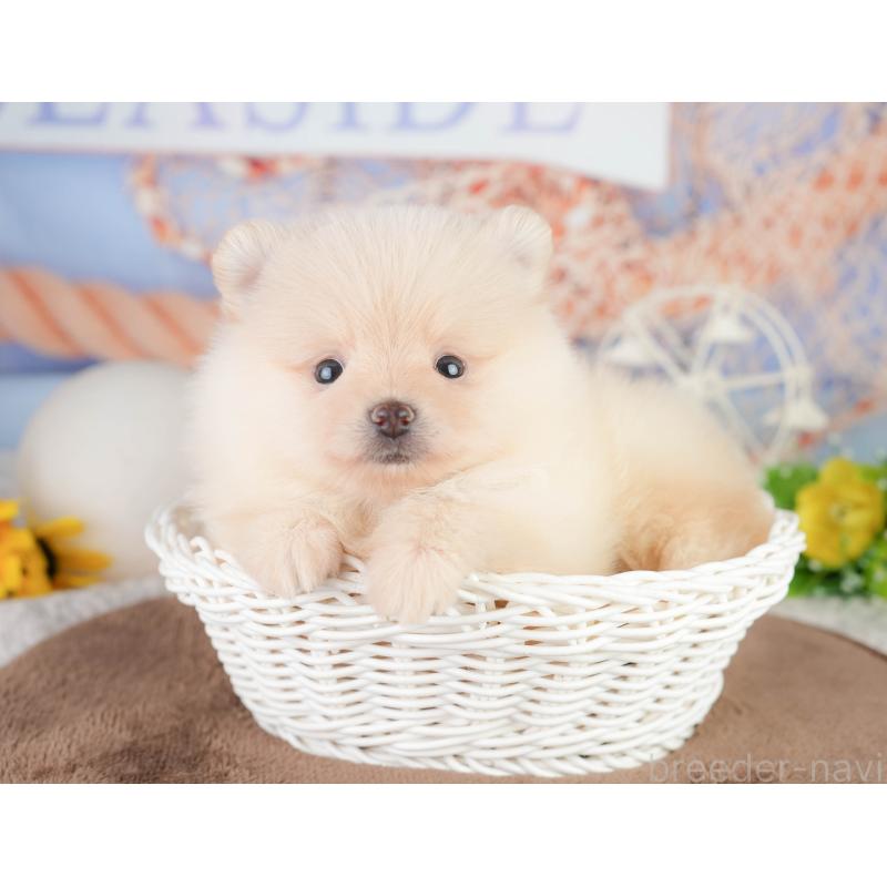 販売中の千葉県のポメラニアン-449563の5枚目