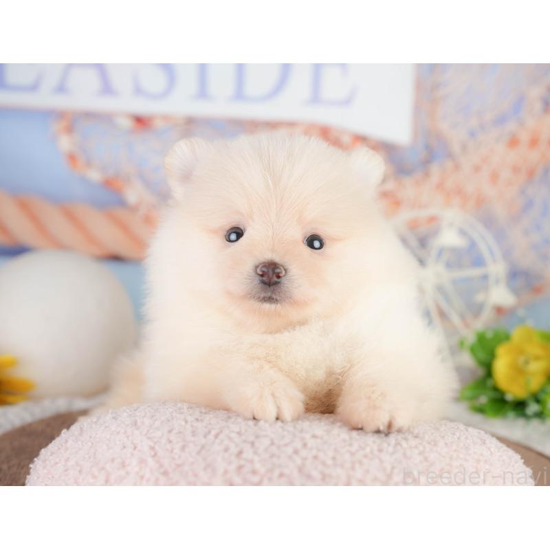 販売中の千葉県のポメラニアン-449563の4枚目