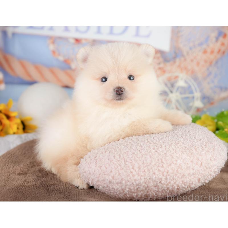 販売中の千葉県のポメラニアン-449563の3枚目
