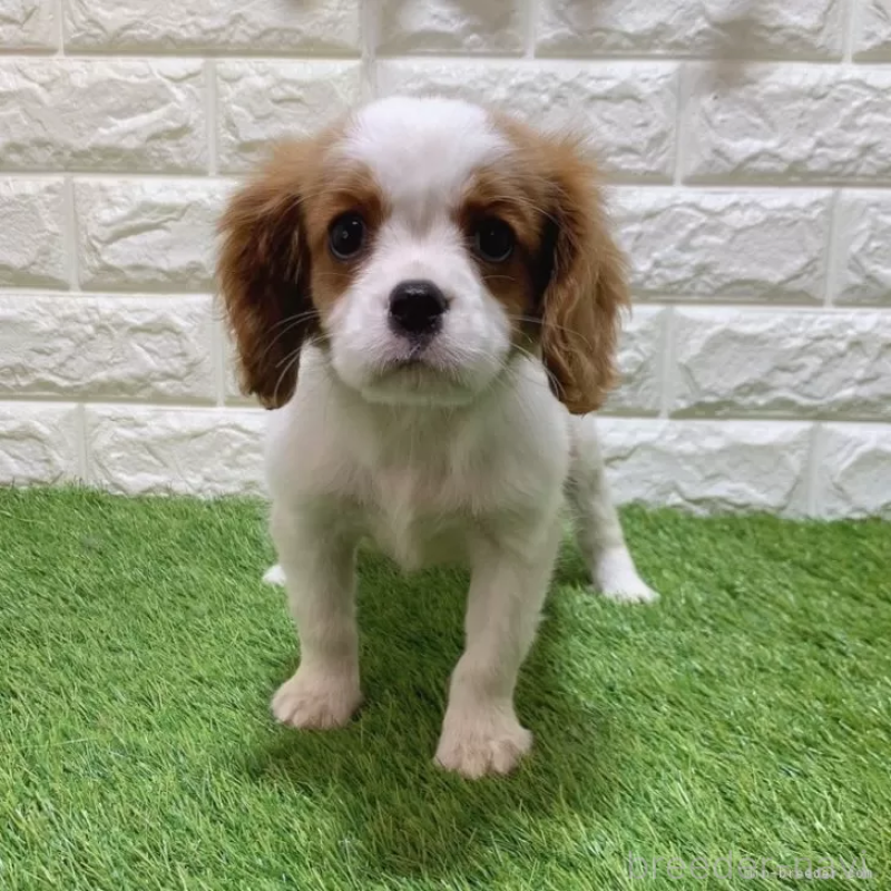 販売中の愛知県のキャバリアキングチャールズスパニエル-441379