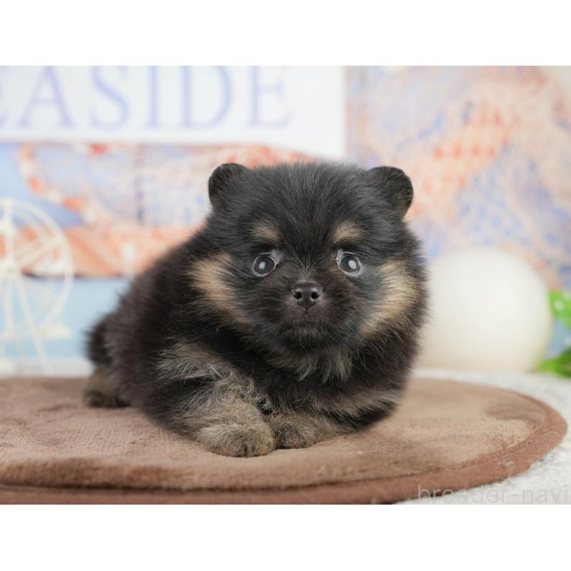 販売中の千葉県のポメラニアン-449562の11枚目