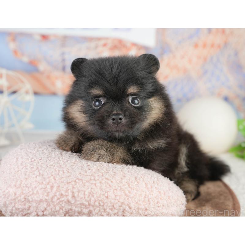 販売中の千葉県のポメラニアン-449562の4枚目