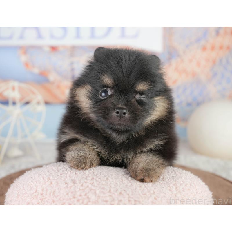 販売中の千葉県のポメラニアン-449562の3枚目