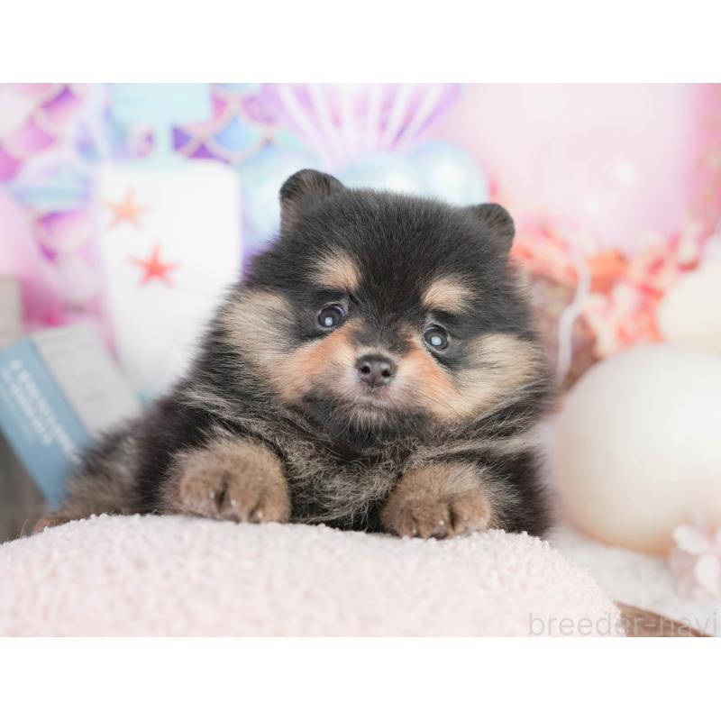 販売中の千葉県のポメラニアン-449552の1枚目