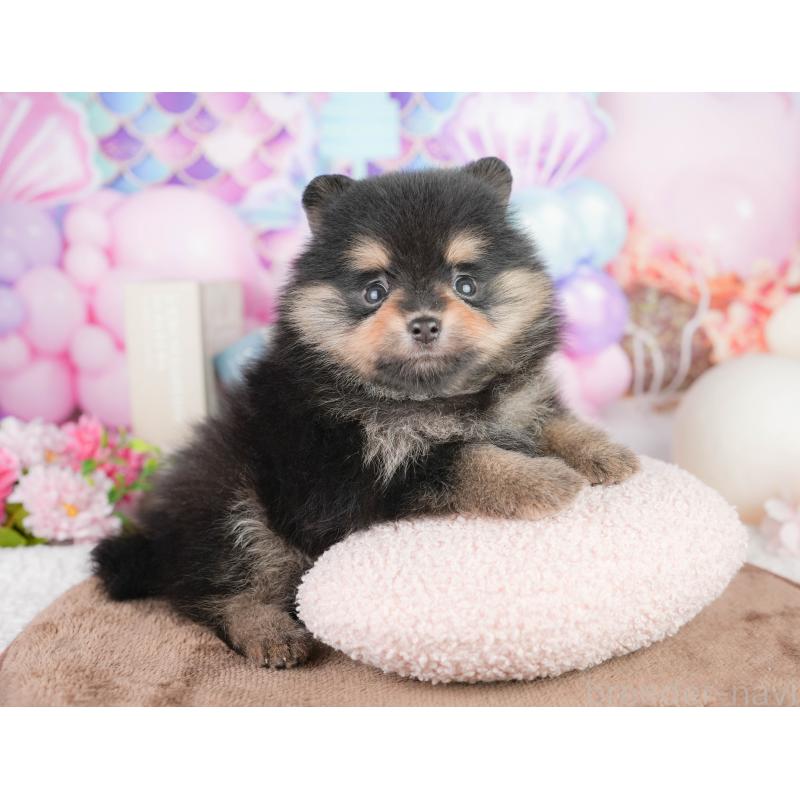 販売中の千葉県のポメラニアン-449552の11枚目