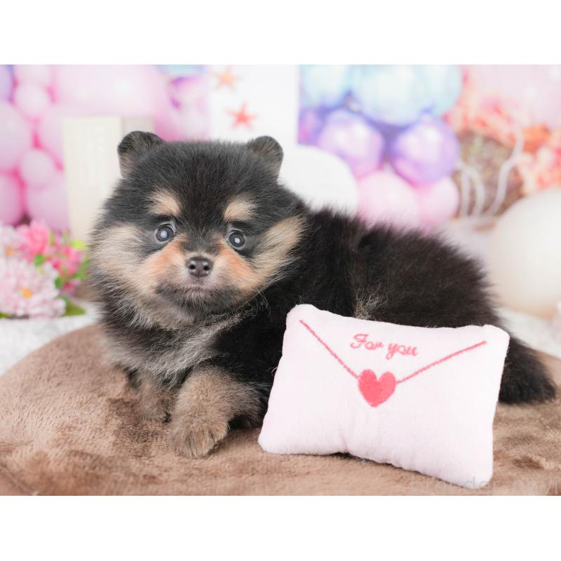 販売中の千葉県のポメラニアン-449552の9枚目