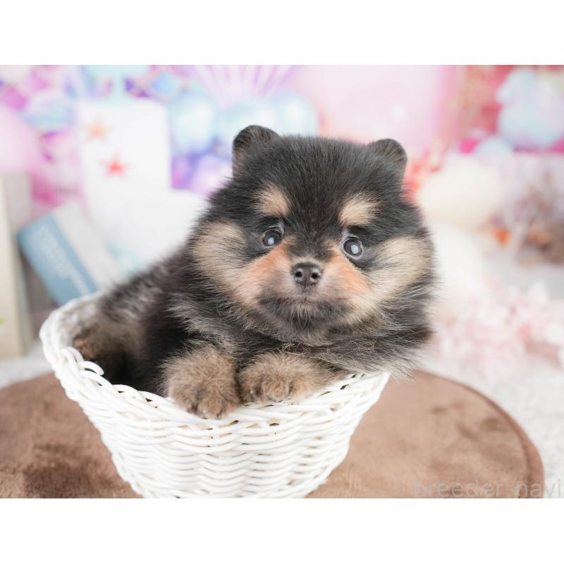 販売中の千葉県のポメラニアン-449552の7枚目