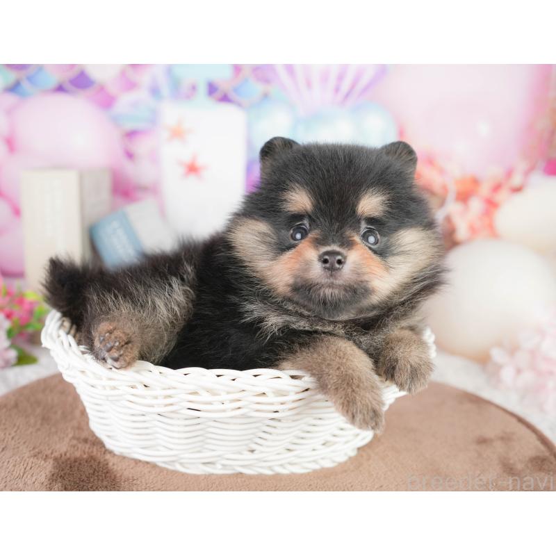 販売中の千葉県のポメラニアン-449552の6枚目