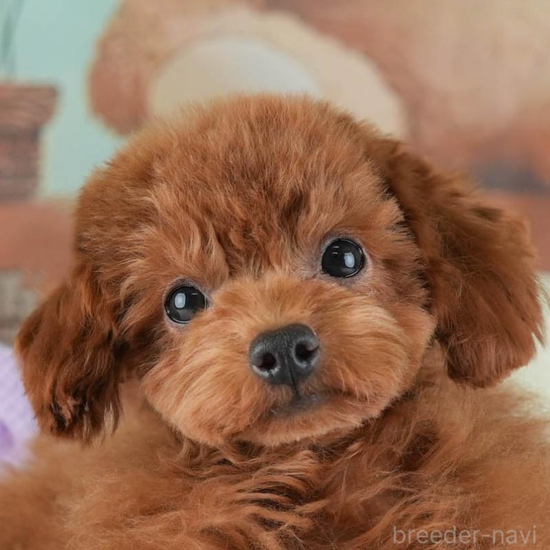 販売中の埼玉県のティーカッププードル-424385