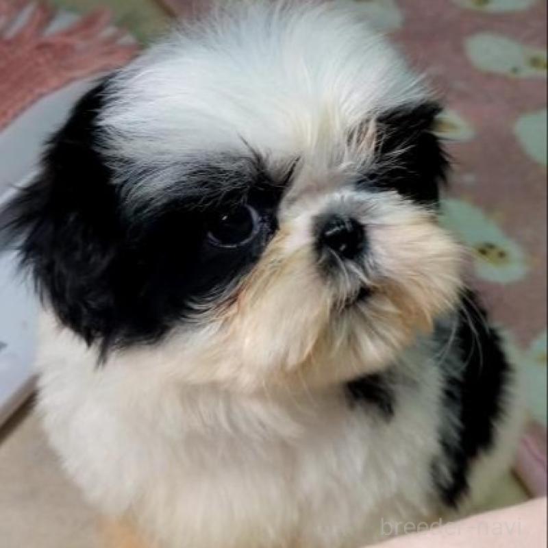 販売中の茨城県のシーズー-449470の6枚目