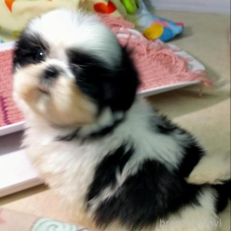 販売中の茨城県のシーズー-449470の5枚目