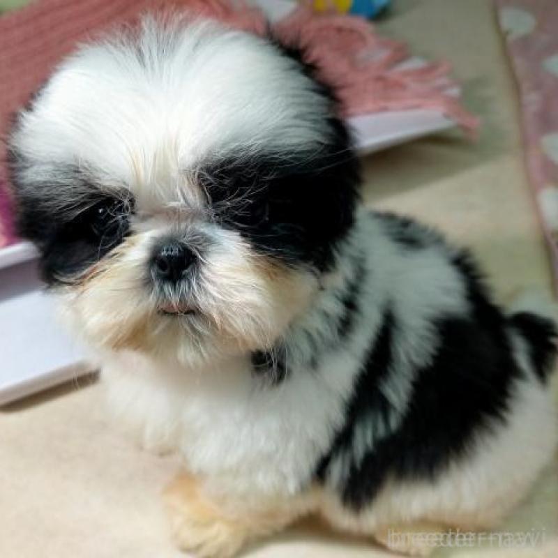 販売中の茨城県のシーズー-449470の3枚目