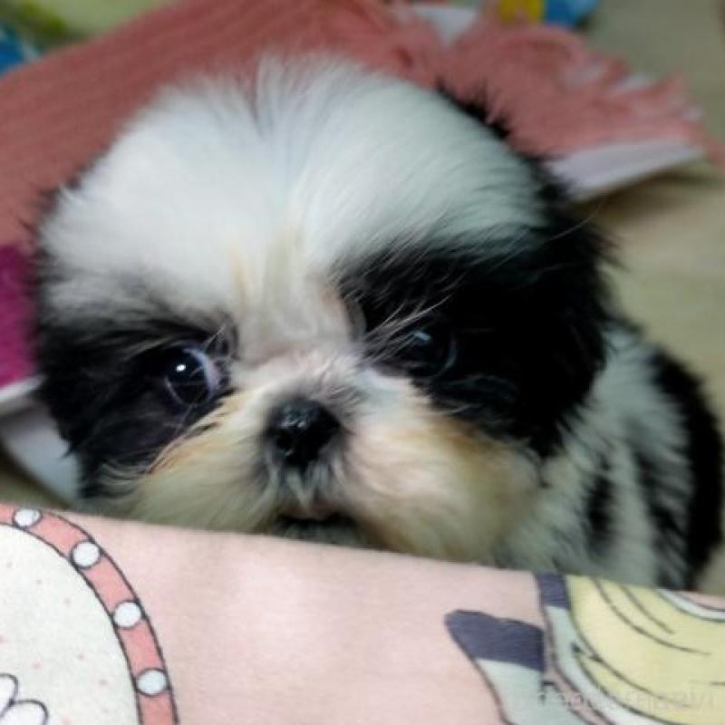 販売中の茨城県のシーズー-449470の2枚目