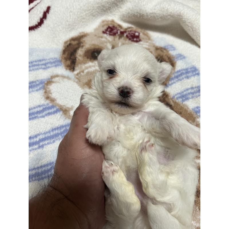 販売中の埼玉県のマルチーズ-446797