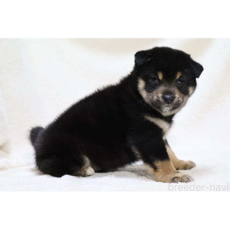 販売中の滋賀県の柴犬-449472の4枚目