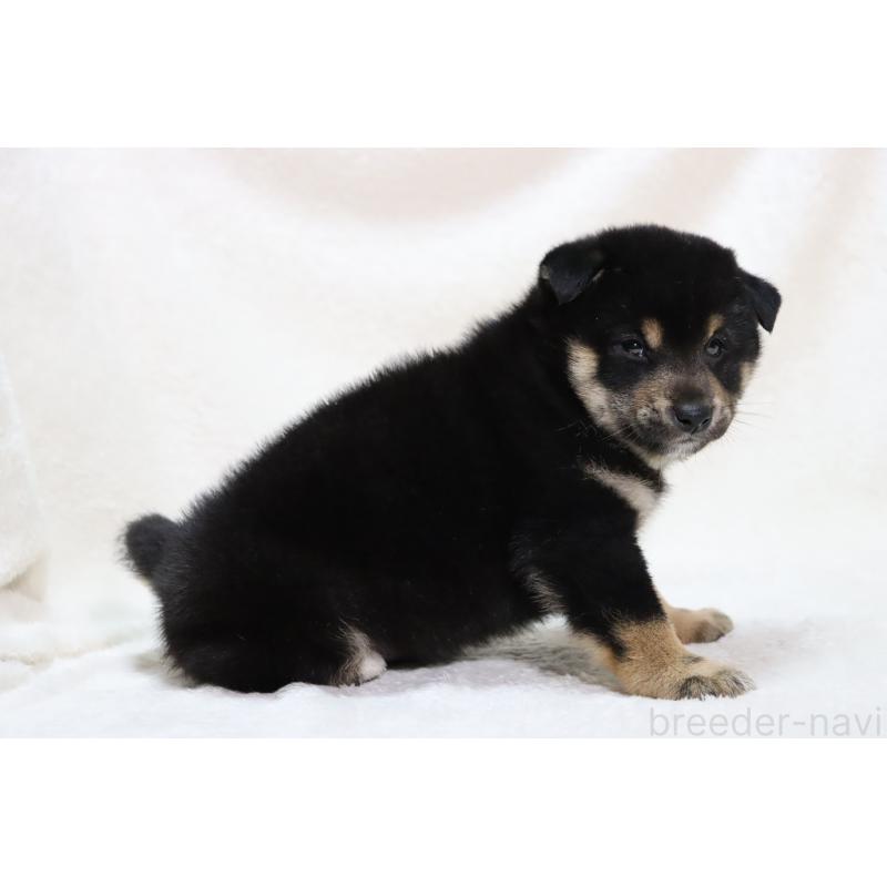 販売中の滋賀県の柴犬-449472の3枚目