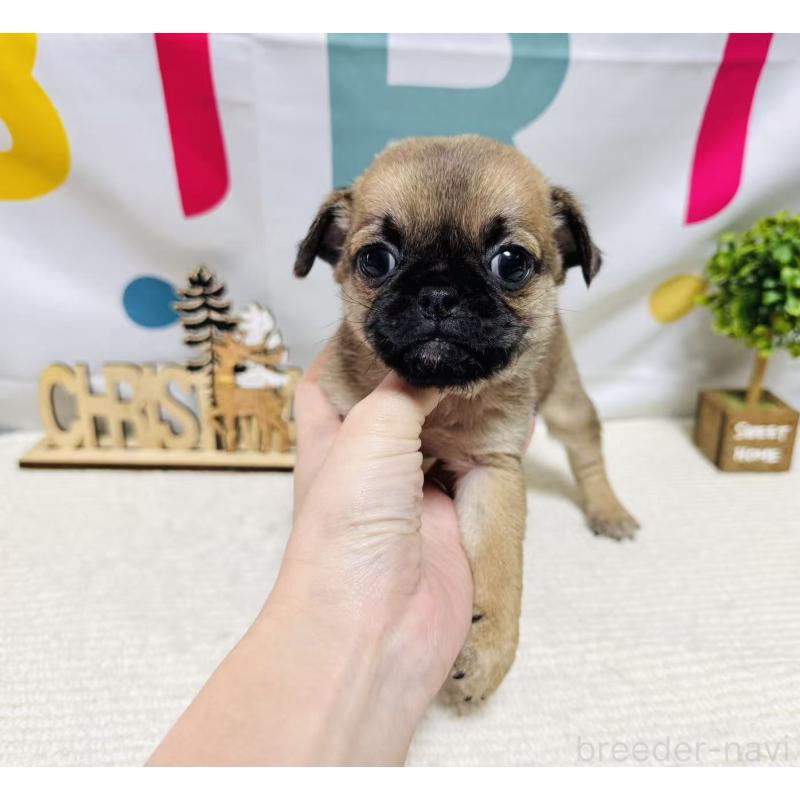 販売中の岐阜県のチワパグ:チワワ×パグ-449473の7枚目