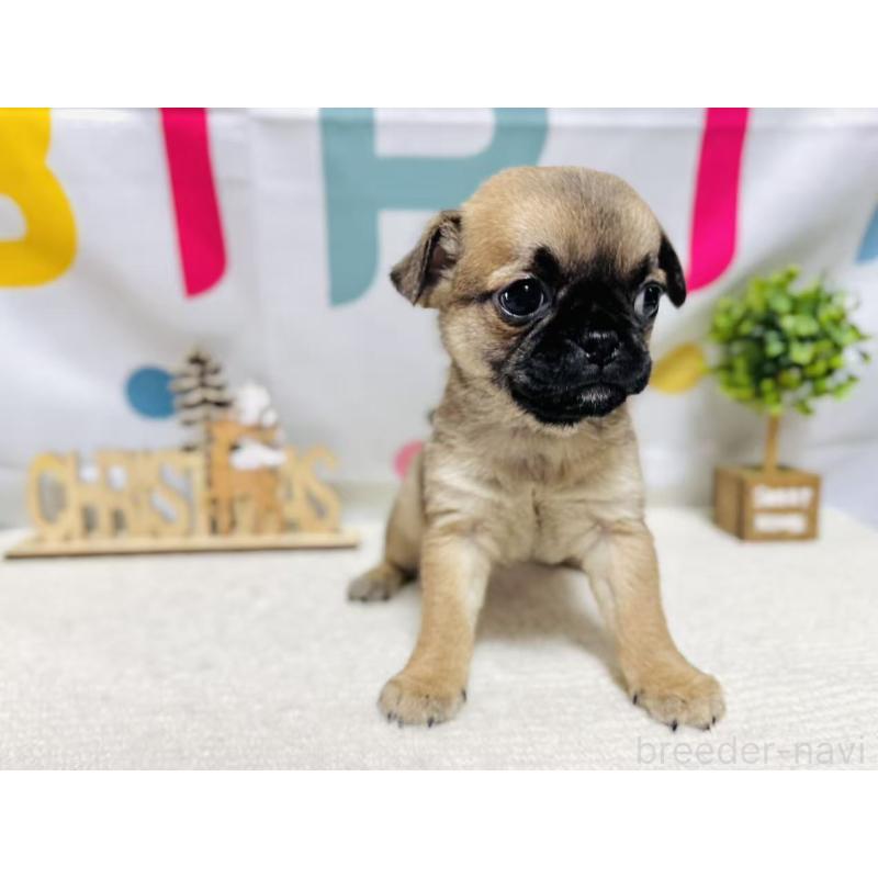 販売中の岐阜県のチワパグ:チワワ×パグ-449473の6枚目