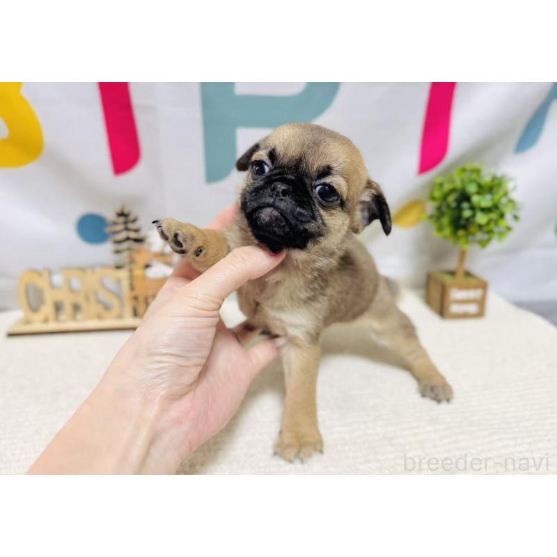 販売中の岐阜県のチワパグ:チワワ×パグ-449473の5枚目