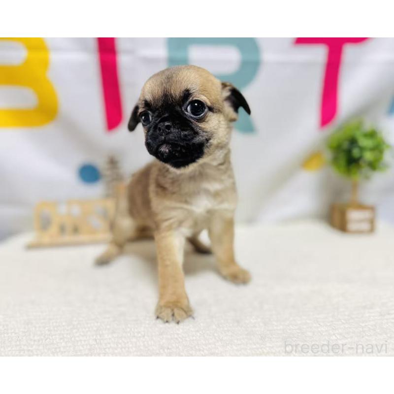 販売中の岐阜県のチワパグ:チワワ×パグ-449473の4枚目