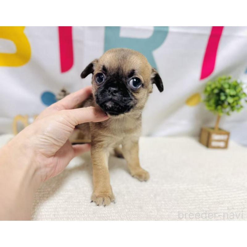 販売中の岐阜県のチワパグ:チワワ×パグ-449473の3枚目