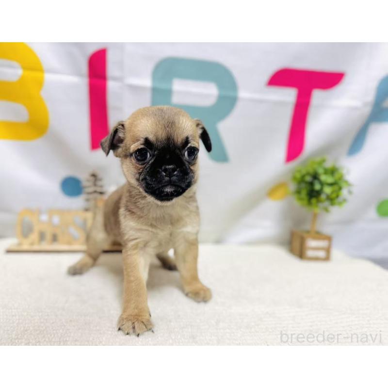 販売中の岐阜県のチワパグ:チワワ×パグ-449473の2枚目