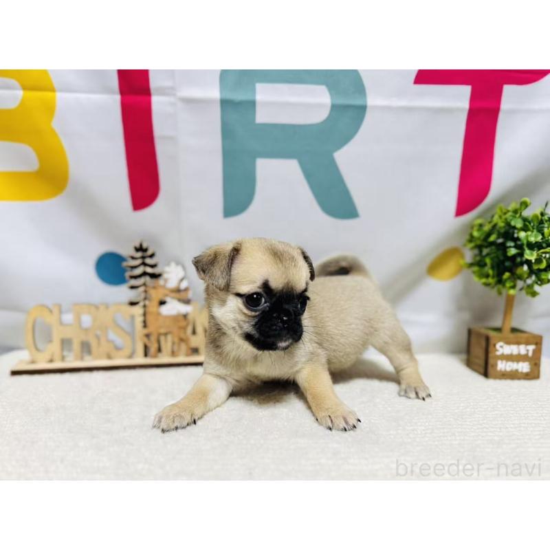 販売中の岐阜県のチワパグ:チワワ×パグ-449475の8枚目